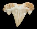 Unusual Serratolamna Fossil Shark Tooth #3429-1